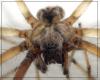 Tegenaria parietina